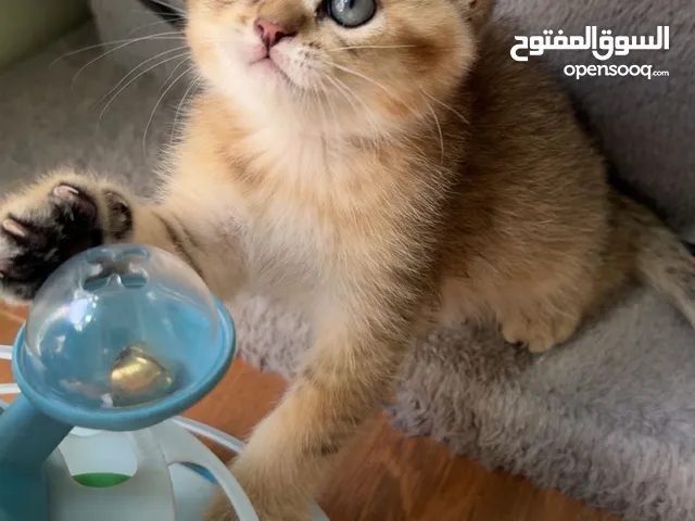 قط ذكر جميل سوكتش ستريت جولد شورت هير