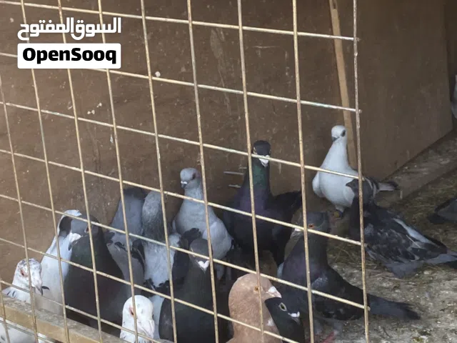 19 طير حمام زق و كش في المفرق