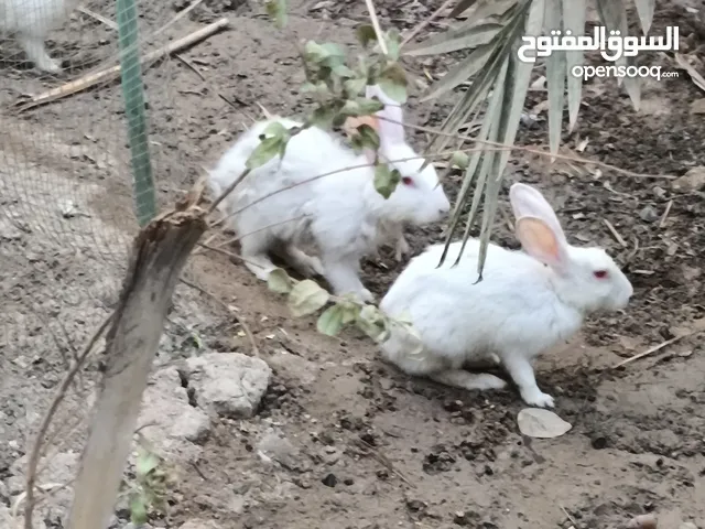 3 ثلاش ارانب حلوات صاحيات يجد توصيل ابو الخصيب ومركز البصره انباعن شلع