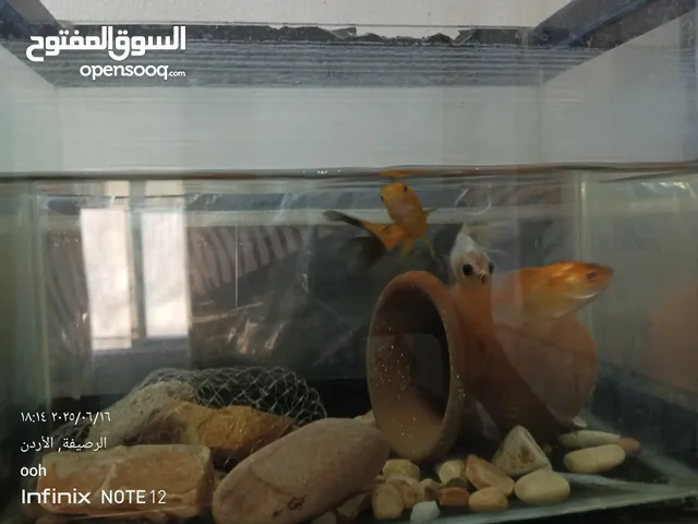 سمك للبيع بداعي عدم التفرغ