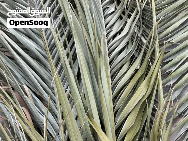 جريد نخل مجاني