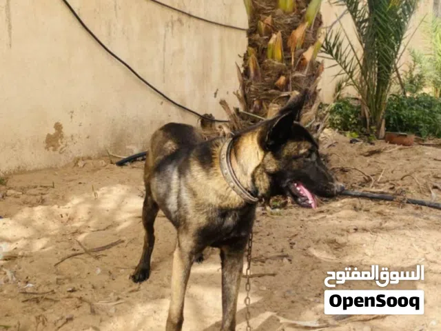 مينوا الله يبارك اقرا الوصف