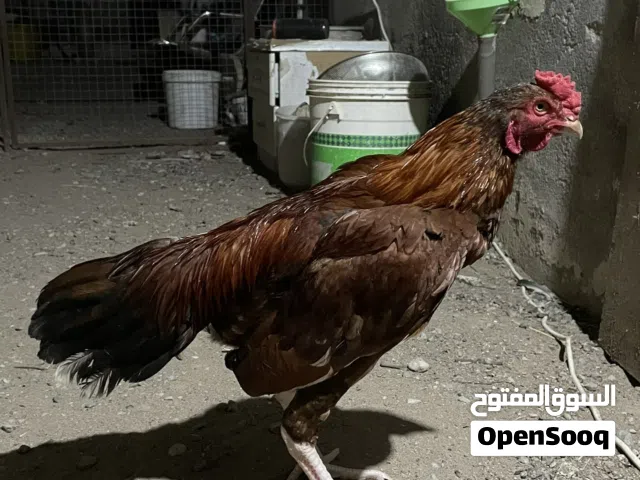 طير ميوالي