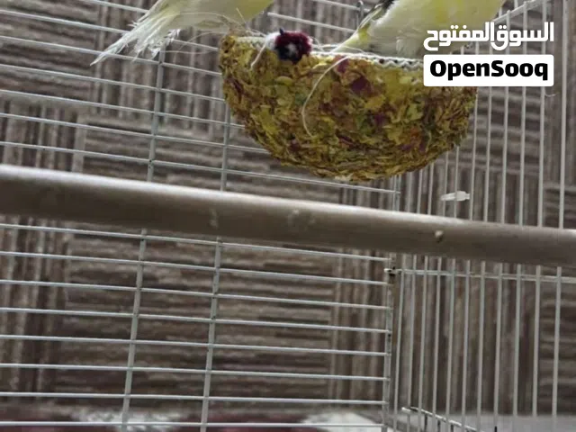 مطلوب زوج كناري