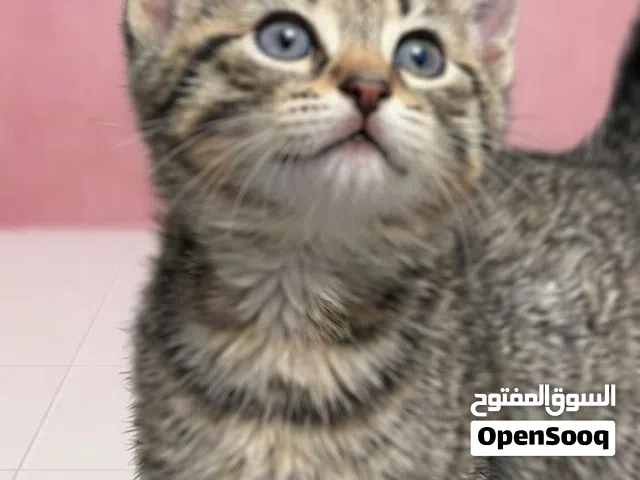 للتبني كيتن صغيرة Toffy  Kitten for adoption (5 weeks)