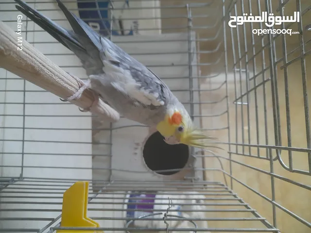فرخ كوكتيل بسعر حرق