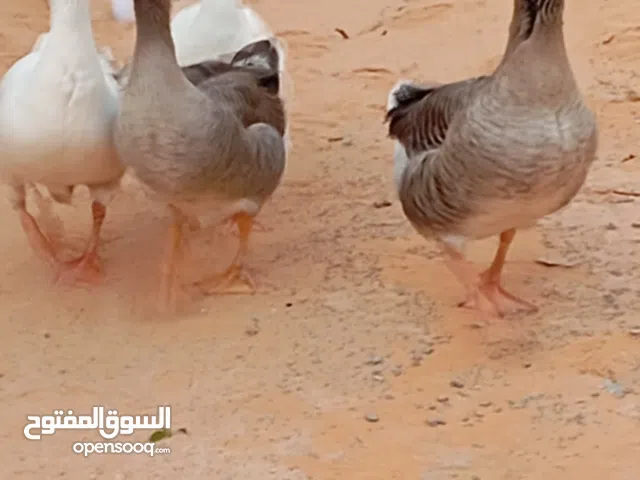 وز تلات اناتي ودكر يدحو