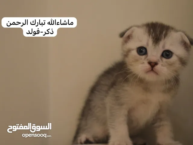 سكوتش فولد