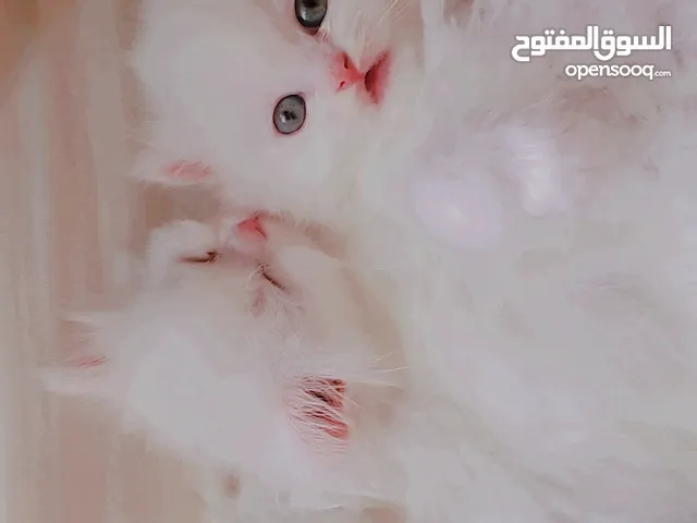 قطط شيرازي بيور