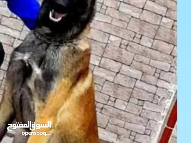 كلب حراسة شرس وقوي، عمره 4 سنوات، مدرب على "اجلس" فقط، مثالي للحماية المنزلية أو الأمن، لكن يحتاج إل