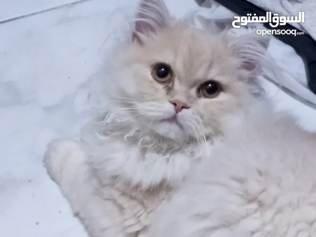 شيرازى ذكر