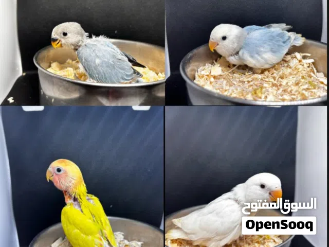 للبيع فروخ لوفبيرد الوان حلوه عس ونهايه عس