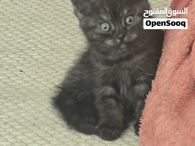 كيتن انثي عمر شهر ونصف