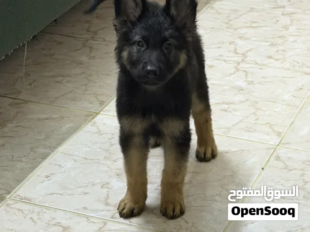 German puppies 4 months old vaccinated with passport playful potty trained