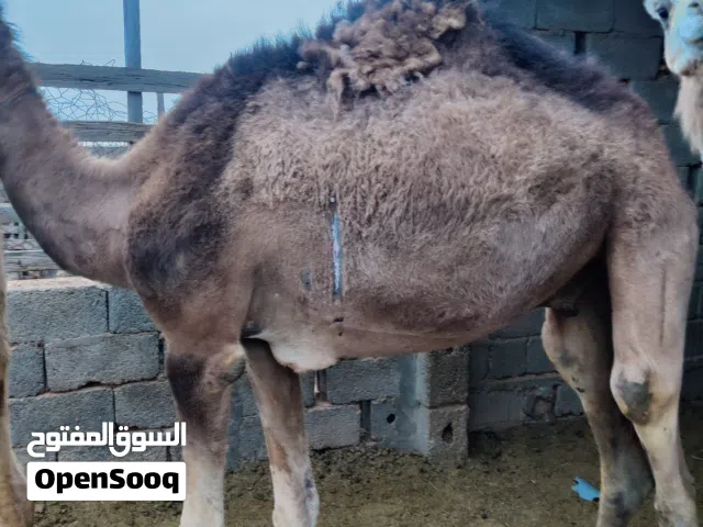 حشو قعدان للبيع سوداني