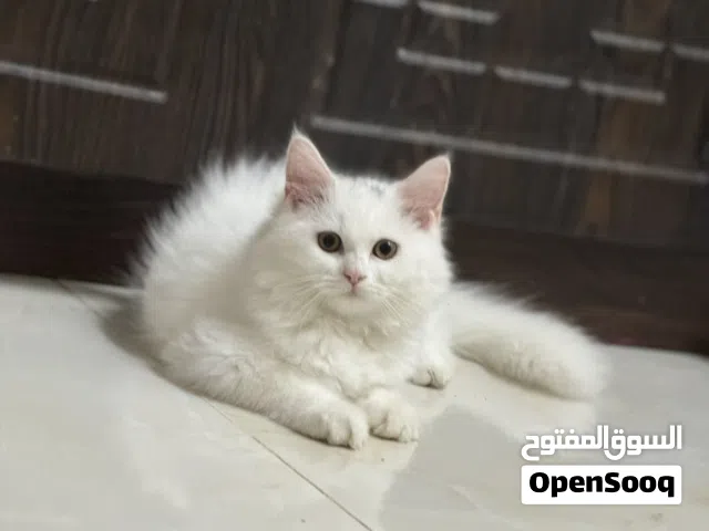 Beautiful Male Himalayan Cat