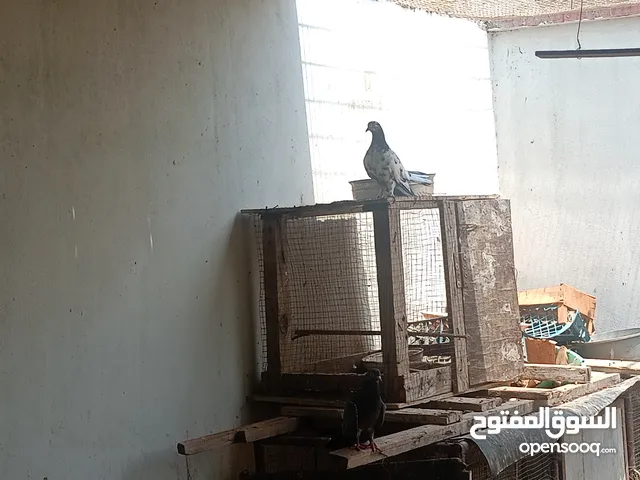 السلام عليكم متوفر حمام باكستاني وكويتي عشر حبات باربعه ريالات