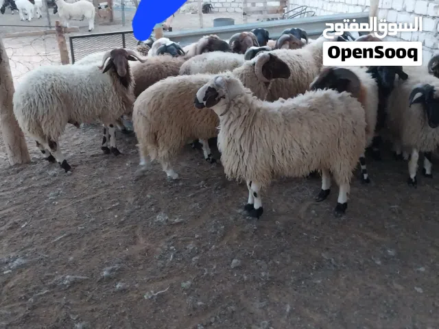 اضاحي للبيع الله يبارك