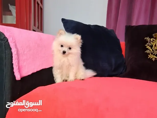 Female Pomeranian