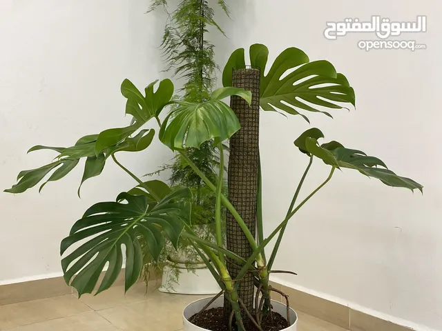 جمال الطبيعة بين يديك – مونستيرا بحالة ممتازة للبيع!