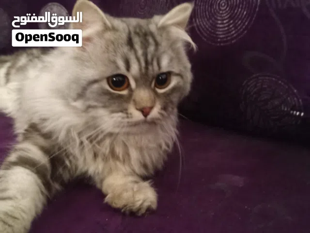 قط شانشيلا ذكر للبيع