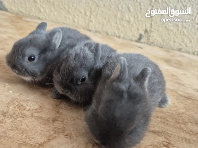 أرنب القزم صغار