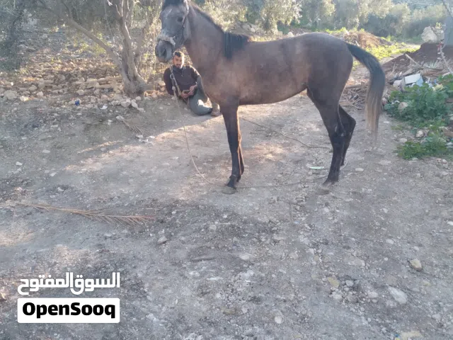 مهره الصلاه على النبي