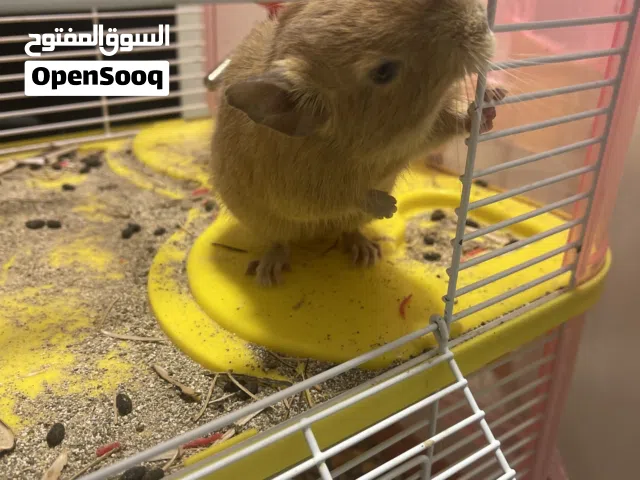 حيوان الديغو