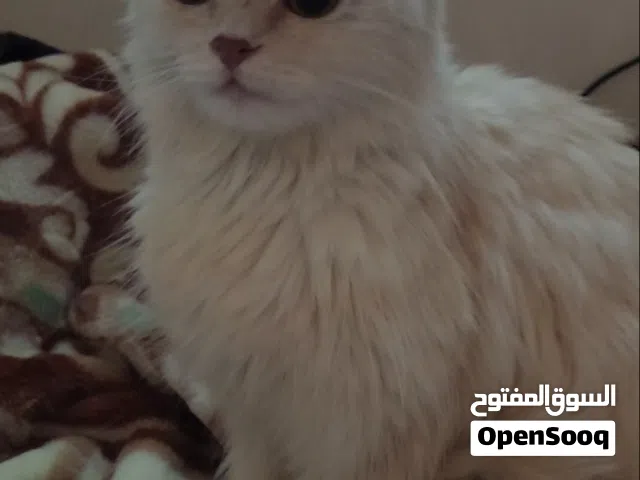قطه شيرازي بيور برسوم عمرها 8 شهور بكامل اغراضها بتلعب ولونها ابيض مشمشي صحتها ممتازة هادية وجميلة