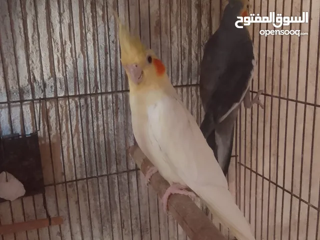 كوكتيل للبيع