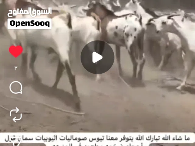 تيوس صوماليات اثيوبيات وكباشه سمان واحجام ضخمه