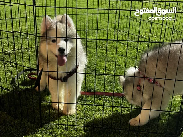 جراوي هاسكي الاسكا مالموت بيور العمر 3 شهور مع كامل تطعيمات والجواز والشريحة جميلة جدا صحة ممتازه
