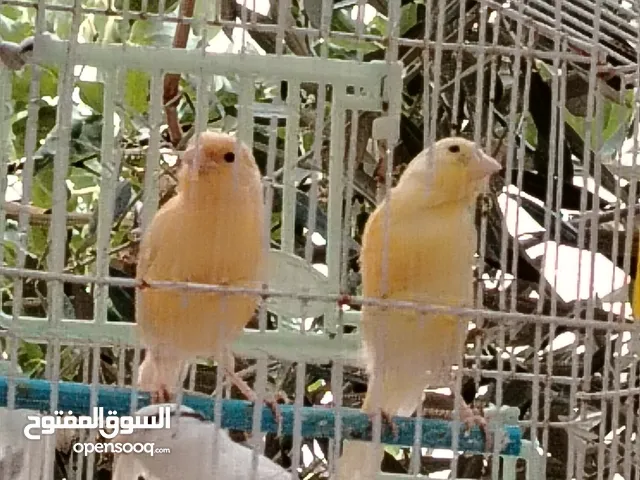 طيور كناري