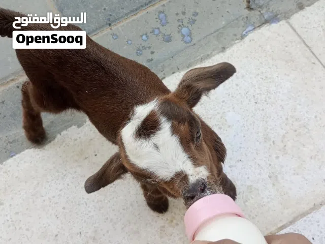 مطلوب نفس العمر من اي سلاله
