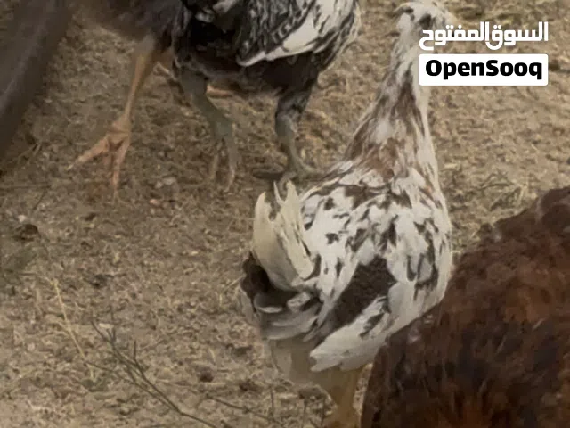 صيصان عربي للبيع