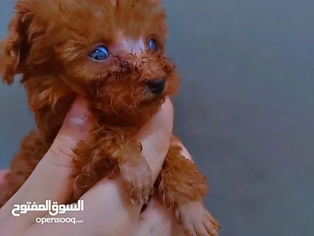 للبيع يرو توي بودل بني غامج