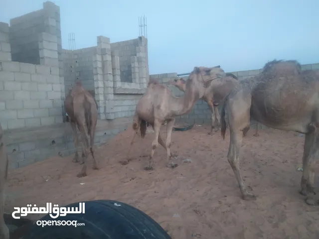 جمال للبيع