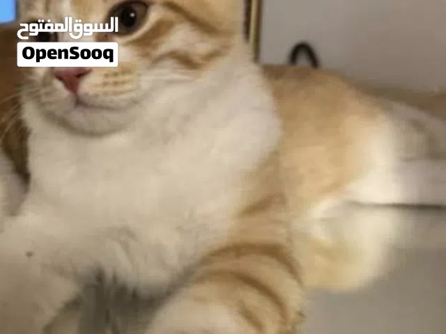 قطتين لتبني مجاناً