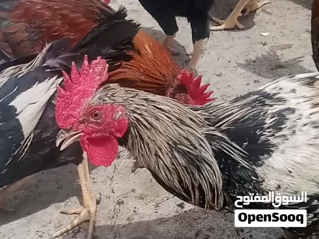 دجاج عرب +كويتي للبيع بصرة ملعلوامات بالوصف