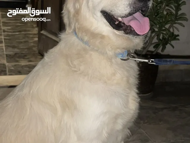 Golden Retriever for good home