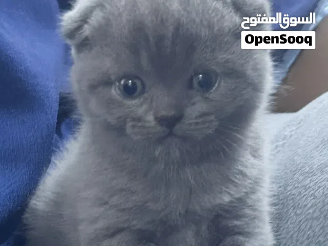 للبيع سكوتش فولد بيور