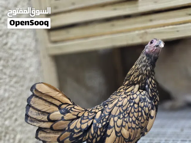 كوشن عدد 16 قطعه واسباني 12 قطعه بيع شلع