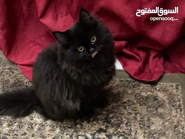 للتبني قطة همالايا