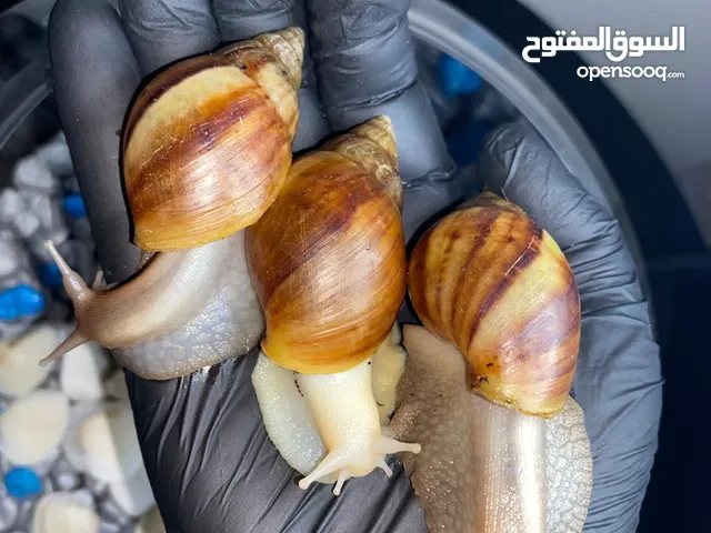 حلزون افريقي من نوع  (البينو تايغر و نورمال تايغر ) للبيع مع مستلزماته