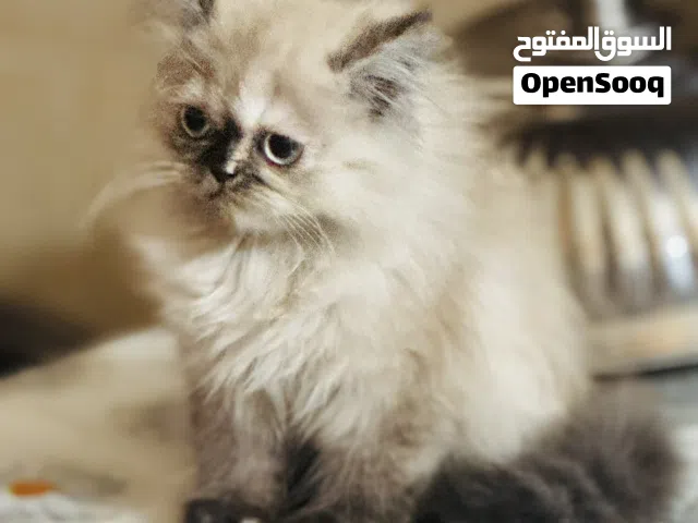 قط هيمالايا اورنج