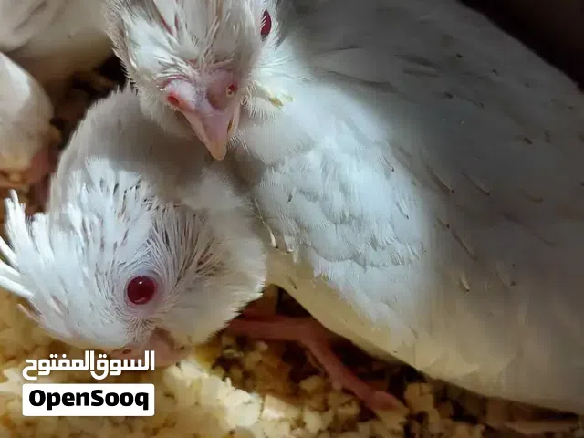 مطلوب جواز كوكتيل فاضيه وجواز كوكتيل تحتها فراخ بسعر طري ( وايت فيس -البينو ولاتينو)