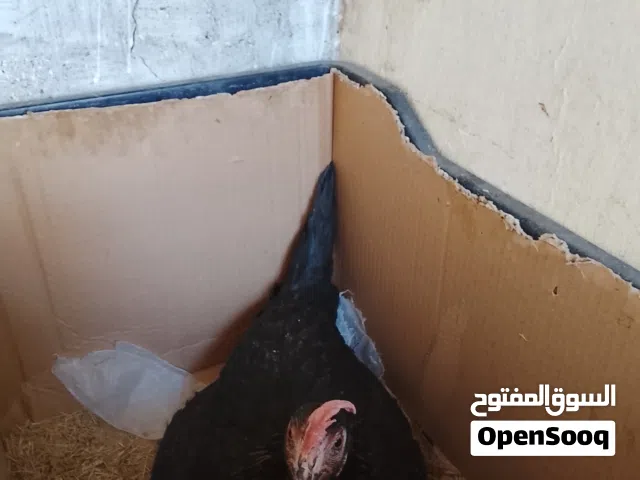 دجاجه سوده كافه امس واليوم كلش راكده