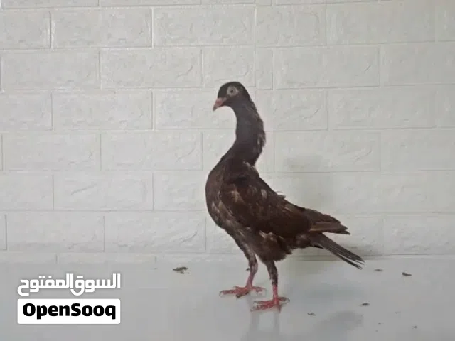 حمام شواكر