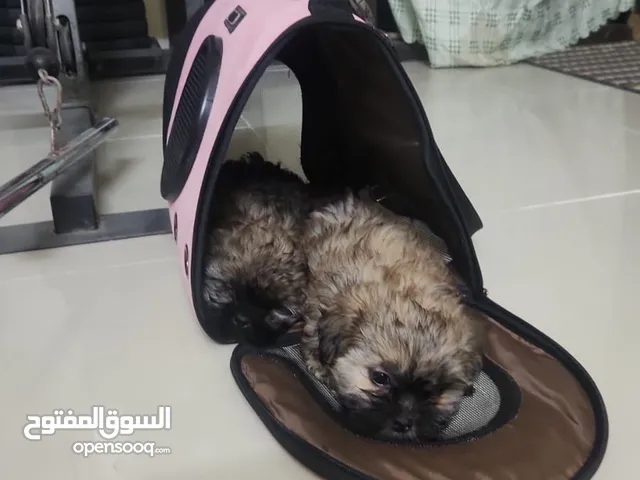 2شيتزو صغير عمره شهرين
