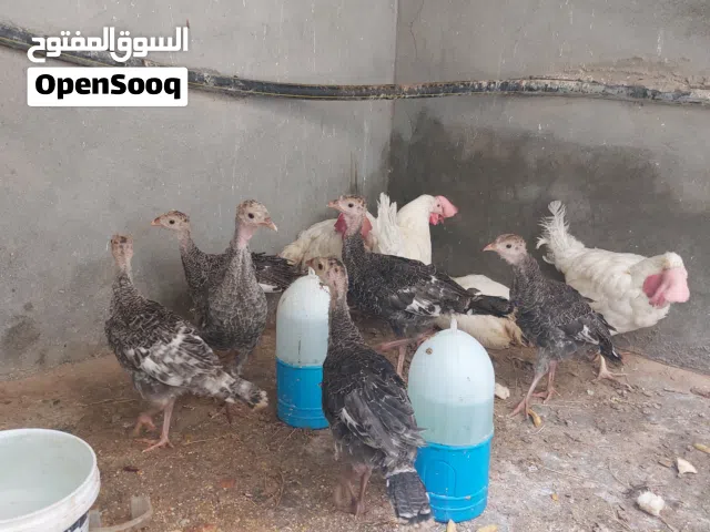 6 فلاليس ديك رومي فيهم زوز فراريج و4 دججات عمرهم تلاته شهور للبيع مع بعض بي 240 المكان تاجوراء